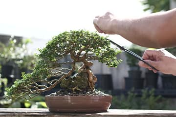 Can you trim a bonsai tree with scissors