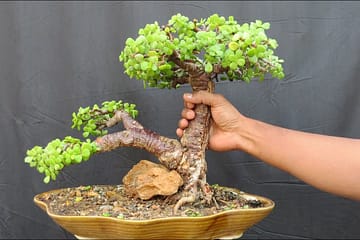 How Much Do Bonsai Trees Cost