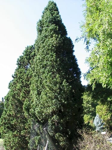 Load more ATTACHMENT DETAILS Types-of-Cypress-Tree-Taxus-baccata