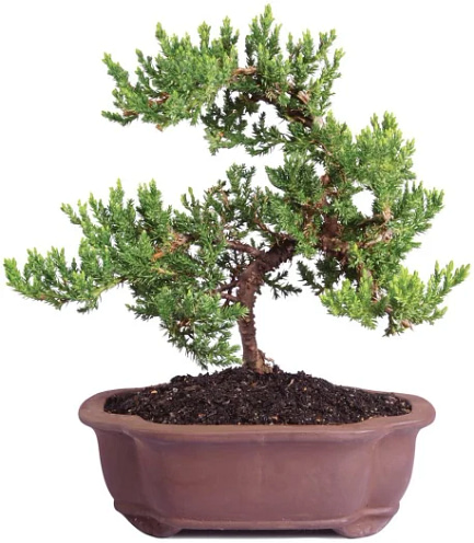 Juniper-bonsai-live-tree