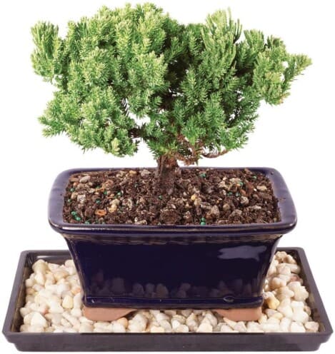 Best types of Bonsai trees for Beginners