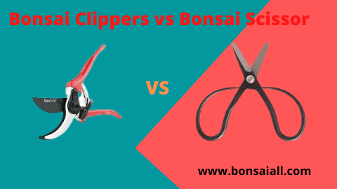 Bonsai-Clippers-vs-Bonsai-Scissors