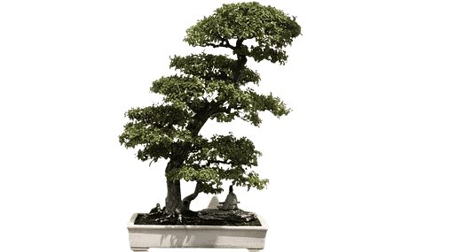 slanting bonsai