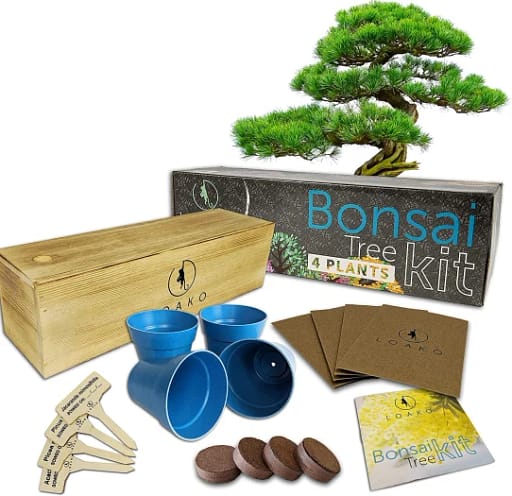 gifting-bonsai-tree-kit