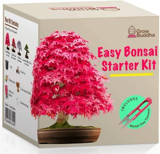 Grow-buddha-bonsai-kit