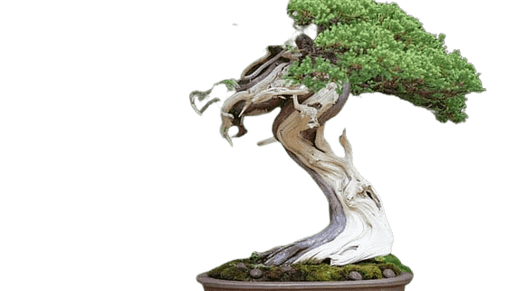 driftwood bonsai style