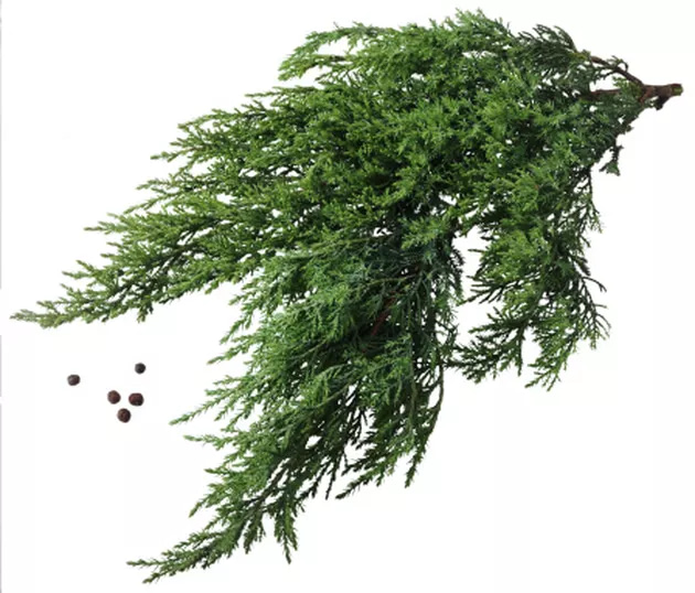 How to Grow Cypress Trees from Cuttings