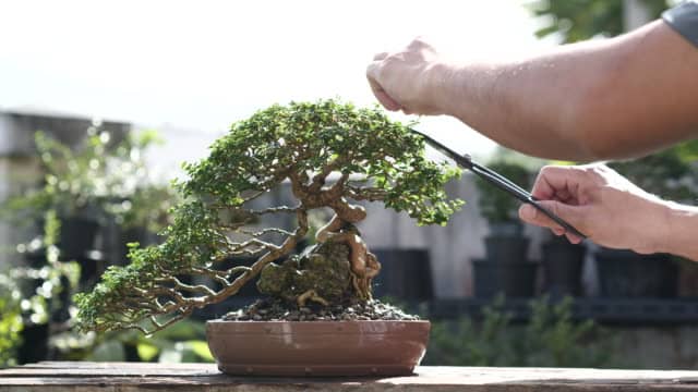 Can you trim a bonsai tree with scissors
