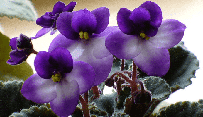 are african violets poisonous to cats and dogs