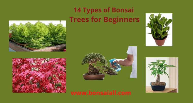 14-types-bonsai-trees-for-Beginners