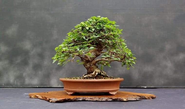 Chinese-Elm-Best-types-of-bonsai-trees-for-beginners