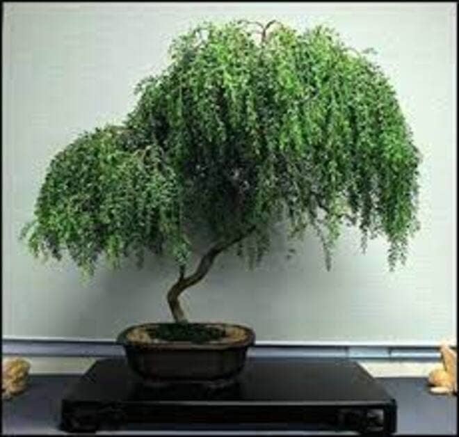 How To Grow A Weeping Willow Bonsai The Beginners Ultimate Guide 3179