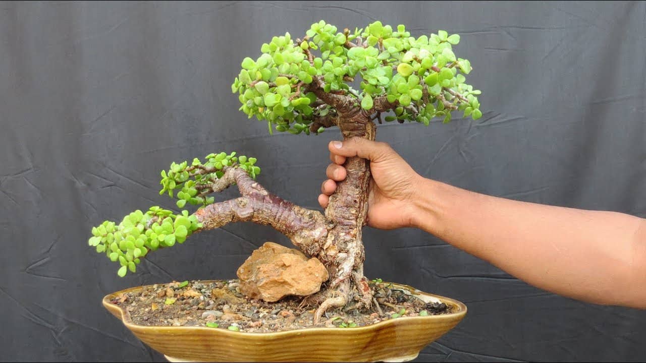 How Much Do Bonsai Trees Cost?