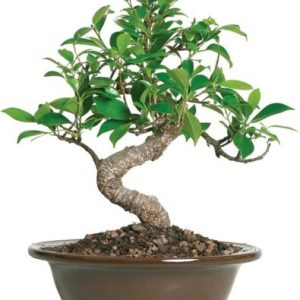 Ficus-Best-types-of-Bonsai-trees-for-Beginners